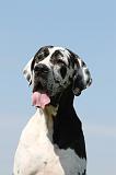 DOGUE ALLEMAND 048